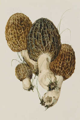 Шипиленко Александр Кузьмич. Лот из четырех рисунков грибов: 